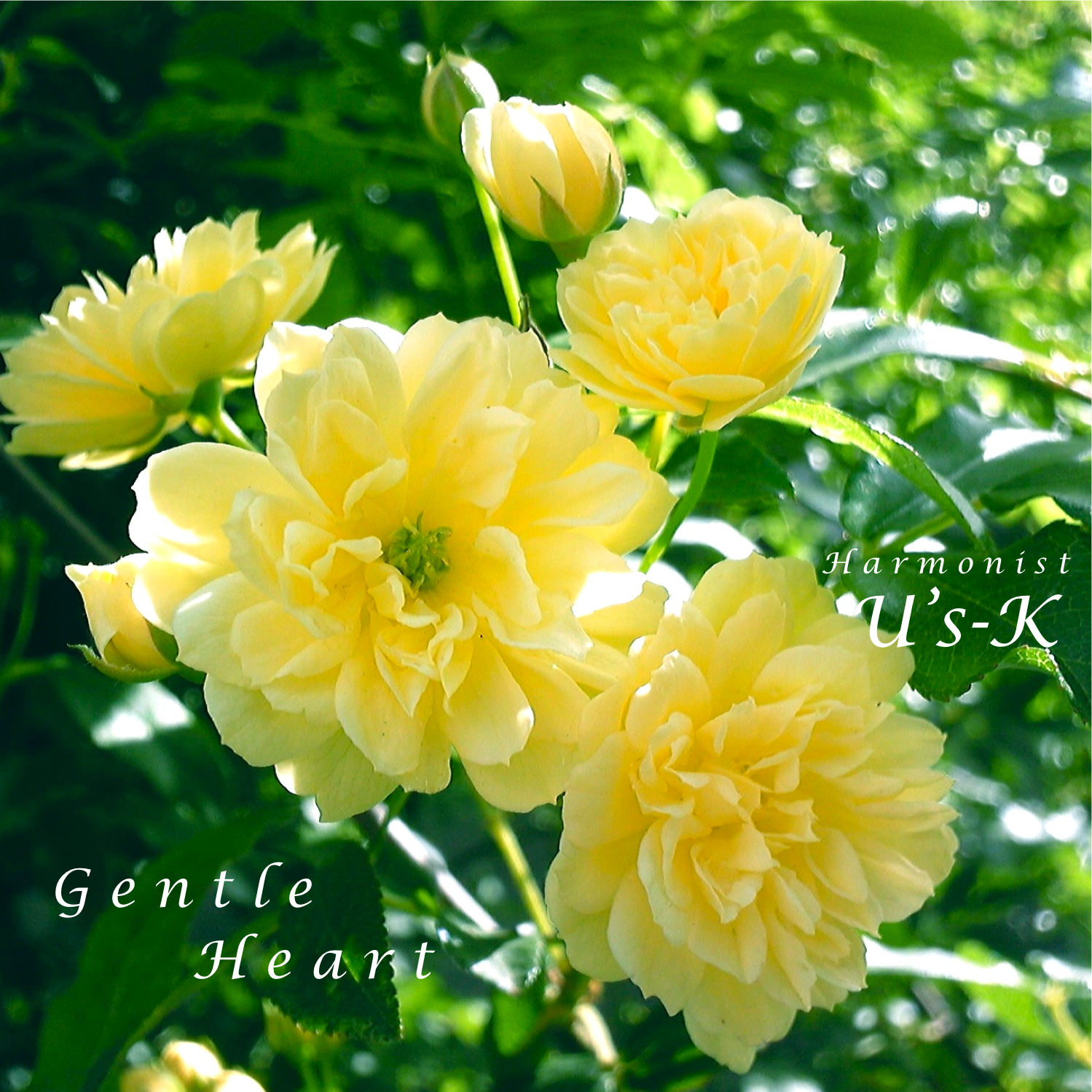 Gentle Heart